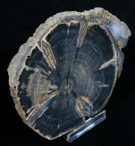 Blue Forest Petrified Wood Slice - #5958